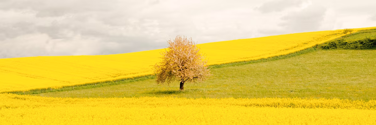 A tree in the middle of a field.