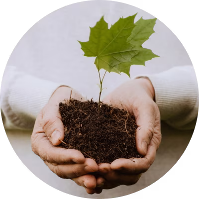 Hands holding a sprouting plant.